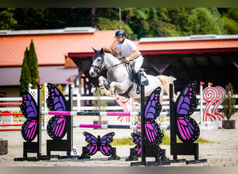 Oldenburgo, Caballo castrado, 7 años, 165 cm, Tordo