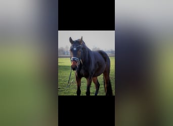Oldenburgo, Caballo castrado, 7 años, 166 cm, Castaño