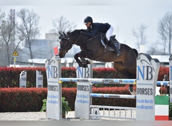 Oldenburgo, Caballo castrado, 7 años, 166 cm, Castaño oscuro