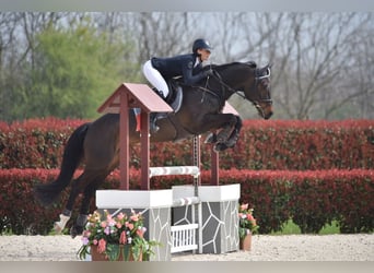 Oldenburgo, Caballo castrado, 7 años, 166 cm, Castaño oscuro