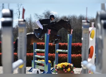 Oldenburgo, Caballo castrado, 7 años, 166 cm, Castaño oscuro