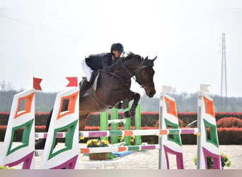 Oldenburgo, Caballo castrado, 7 años, 166 cm, Castaño oscuro