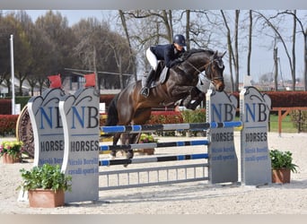 Oldenburgo, Caballo castrado, 7 años, 166 cm, Castaño oscuro