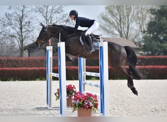 Oldenburgo, Caballo castrado, 7 años, 166 cm, Castaño oscuro