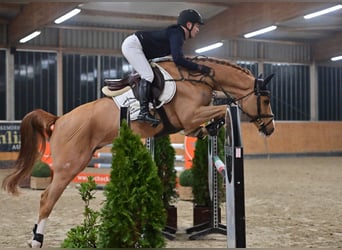 Oldenburgo, Caballo castrado, 7 años, 167 cm, Alazán