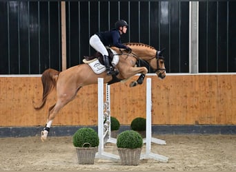 Oldenburgo, Caballo castrado, 7 años, 167 cm, Alazán