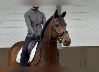 Oldenburgo, Caballo castrado, 7 años, 167 cm, Castaño