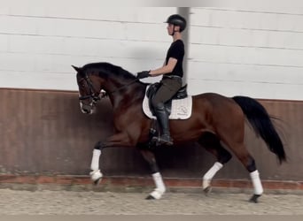 Oldenburgo, Caballo castrado, 7 años, 167 cm, Castaño oscuro