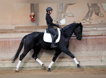 Oldenburgo, Caballo castrado, 7 años, 167 cm, Negro