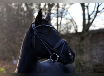 Oldenburgo, Caballo castrado, 7 años, 167 cm, Negro