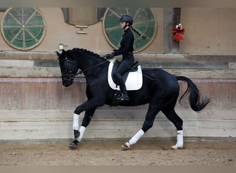 Oldenburgo, Caballo castrado, 7 años, 167 cm, Negro