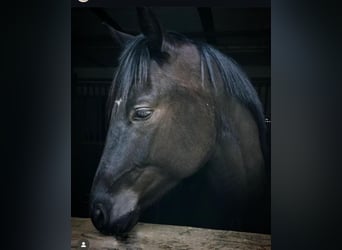 Oldenburgo, Caballo castrado, 7 años, 167 cm, Negro