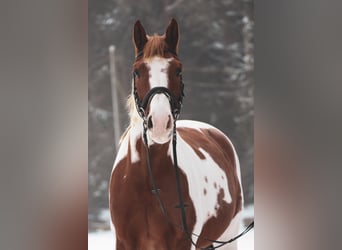 Oldenburgo, Caballo castrado, 7 años, 167 cm, Pío