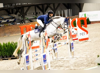 Oldenburgo, Caballo castrado, 7 años, 167 cm, Tordo