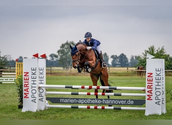 Oldenburgo, Caballo castrado, 7 años, 168 cm, Castaño