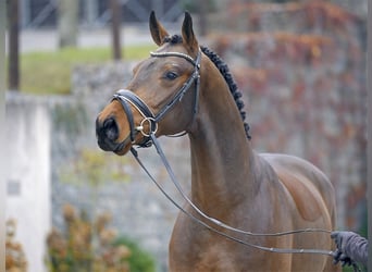 Oldenburgo, Caballo castrado, 7 años, 168 cm, Castaño