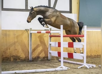 Oldenburgo, Caballo castrado, 7 años, 168 cm, Castaño