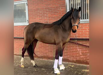 Oldenburgo, Caballo castrado, 7 años, 168 cm, Castaño