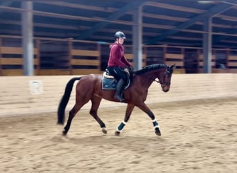 Oldenburgo, Caballo castrado, 7 años, 168 cm, Castaño