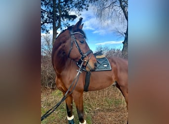 Oldenburgo, Caballo castrado, 7 años, 168 cm, Castaño