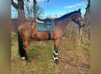 Oldenburgo, Caballo castrado, 7 años, 168 cm, Castaño