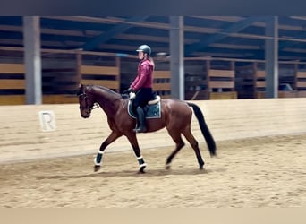 Oldenburgo, Caballo castrado, 7 años, 168 cm, Castaño