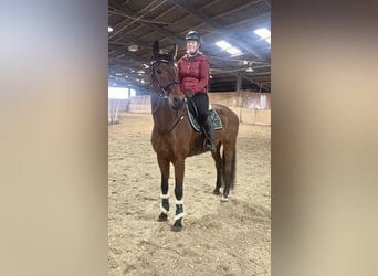 Oldenburgo, Caballo castrado, 7 años, 168 cm, Castaño