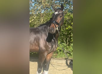 Oldenburgo, Caballo castrado, 7 años, 168 cm, Castaño