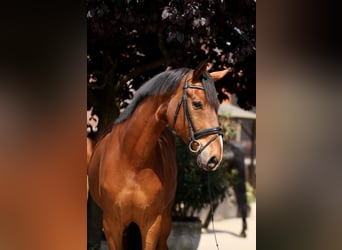 Oldenburgo, Caballo castrado, 7 años, 168 cm, Castaño