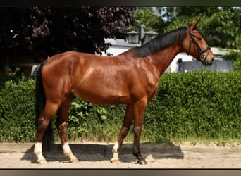 Oldenburgo, Caballo castrado, 7 años, 168 cm, Castaño