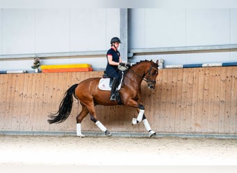 Oldenburgo, Caballo castrado, 7 años, 168 cm, Castaño