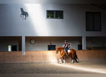 Oldenburgo, Caballo castrado, 7 años, 168 cm, Castaño