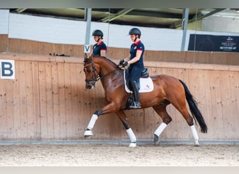 Oldenburgo, Caballo castrado, 7 años, 168 cm, Castaño