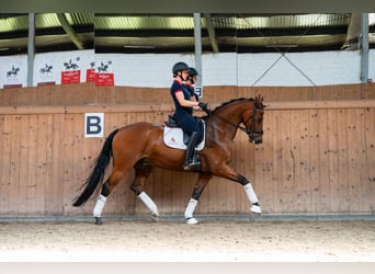 Oldenburgo, Caballo castrado, 7 años, 168 cm, Castaño