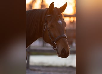 Oldenburgo, Caballo castrado, 7 años, 168 cm, Castaño