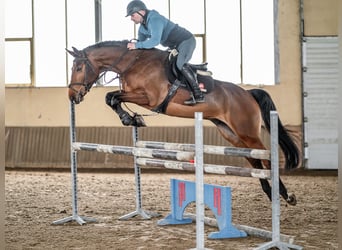 Oldenburgo, Caballo castrado, 7 años, 168 cm, Castaño