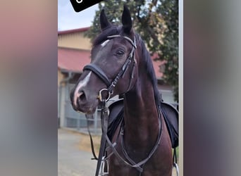 Oldenburgo, Caballo castrado, 7 años, 168 cm, Negro