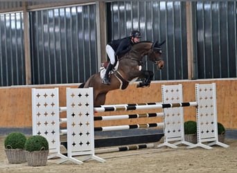 Oldenburgo, Caballo castrado, 7 años, 169 cm, Castaño