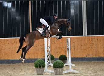 Oldenburgo, Caballo castrado, 7 años, 169 cm, Castaño