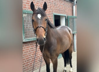 Oldenburgo, Caballo castrado, 7 años, 170 cm, Castaño