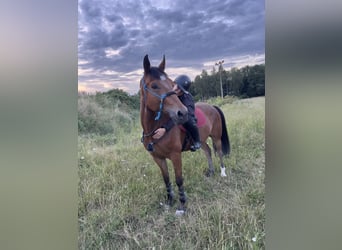 Oldenburgo, Caballo castrado, 7 años, 170 cm, Castaño claro
