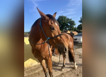 Oldenburgo, Caballo castrado, 7 años, 170 cm, Castaño claro