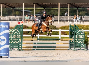 Oldenburgo, Caballo castrado, 7 años, 170 cm, Castaño claro