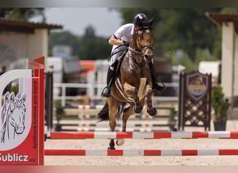 Oldenburgo, Caballo castrado, 7 años, 170 cm, Castaño claro