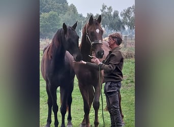 Oldenburgo, Caballo castrado, 7 años, 170 cm, Morcillo