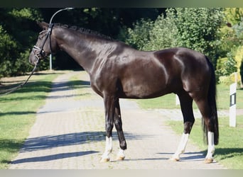 Oldenburgo, Caballo castrado, 7 años, 170 cm, Negro