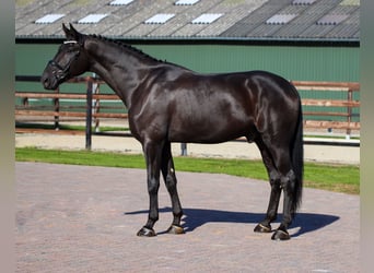 Oldenburgo, Caballo castrado, 7 años, 170 cm, Negro