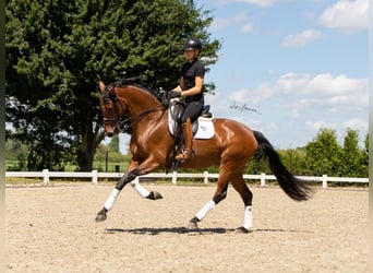 Oldenburgo, Caballo castrado, 7 años, 170 cm, Negro