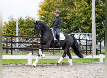 Oldenburgo, Caballo castrado, 7 años, 170 cm, Negro