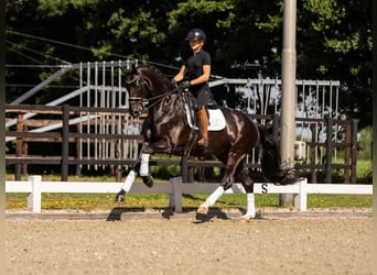 Oldenburgo, Caballo castrado, 7 años, 170 cm, Negro